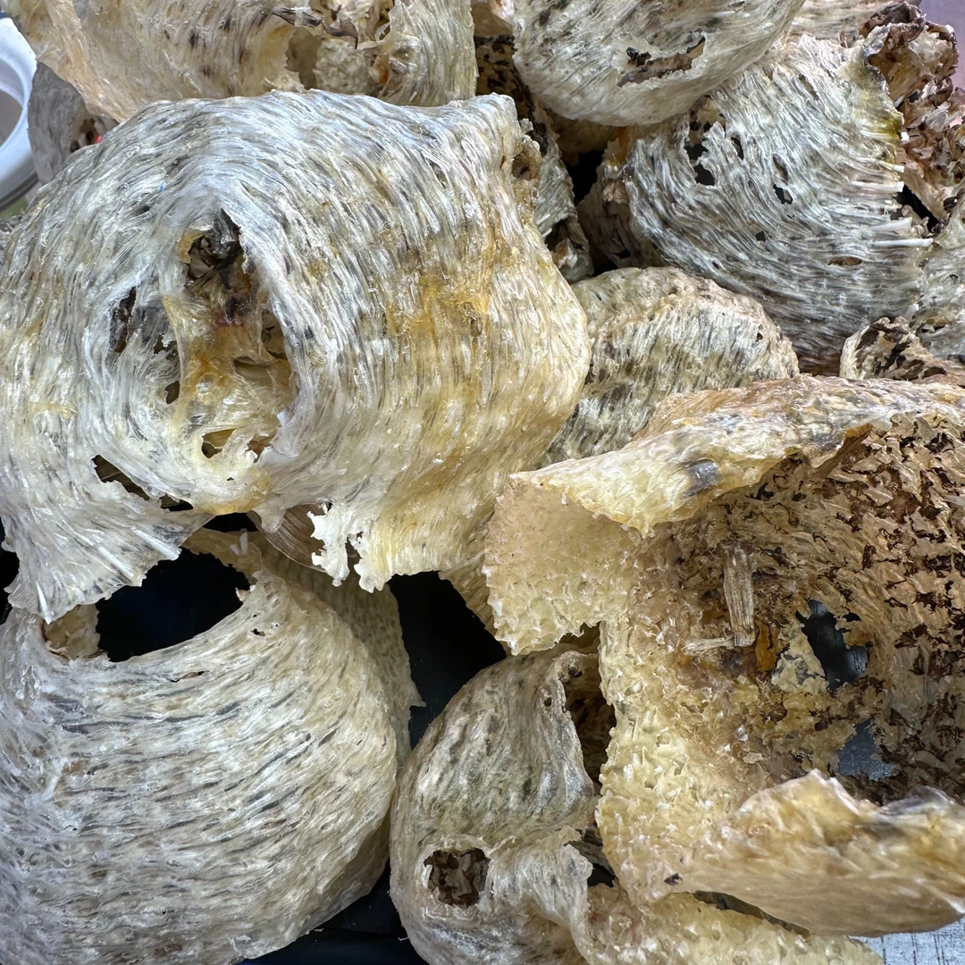 刺龟皮胃刺豚皮煲汤味鲜