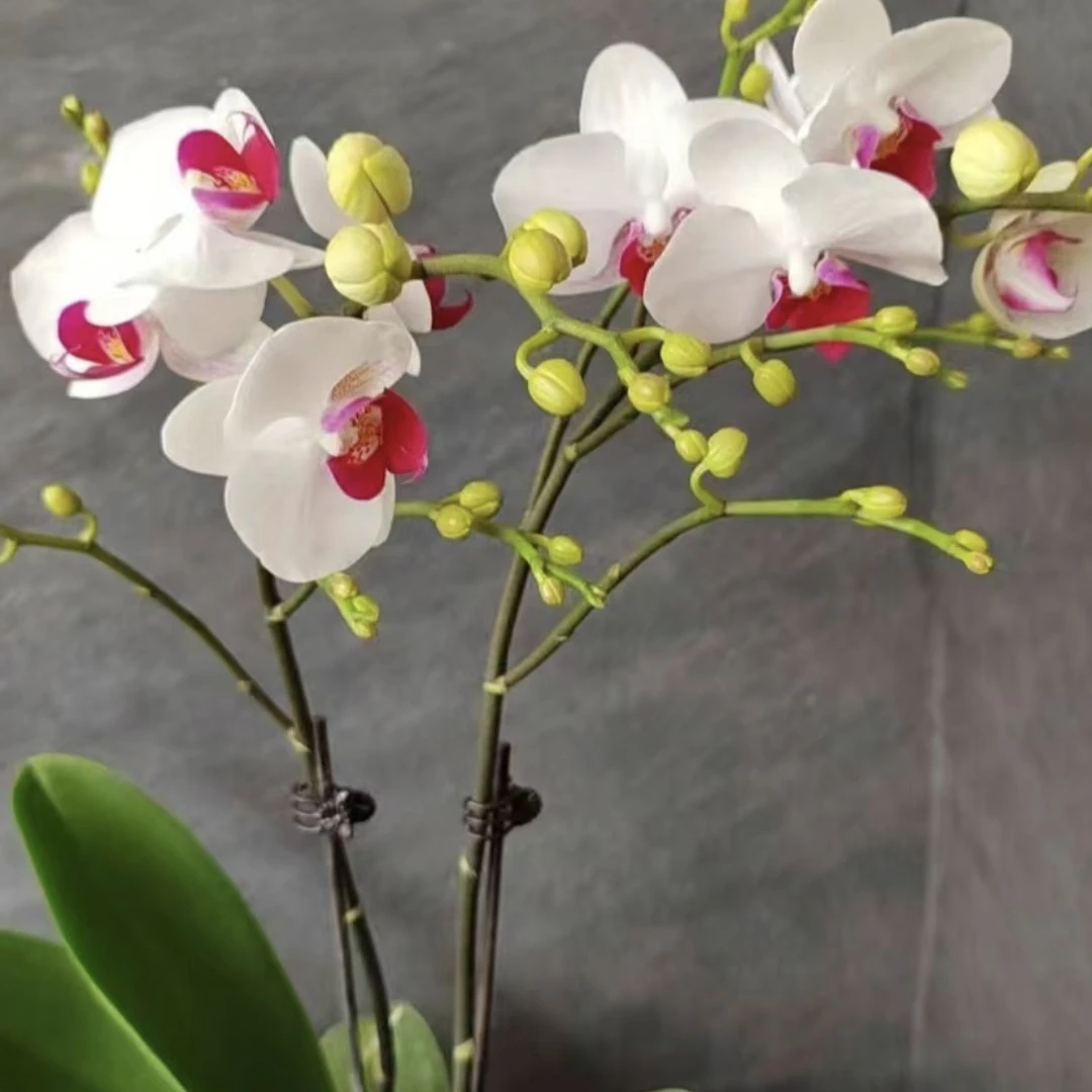 《花伴雨》避风港欧品蝴蝶兰3.5加高杯，双梗出梗苗