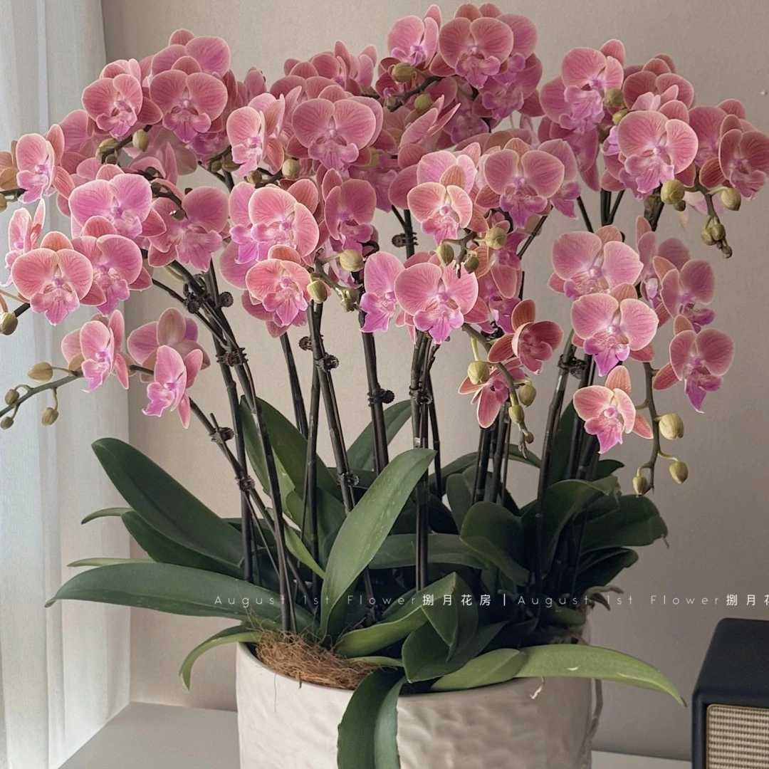 《花伴雨》唯美大舌头,3 .5加高杯出梗苗