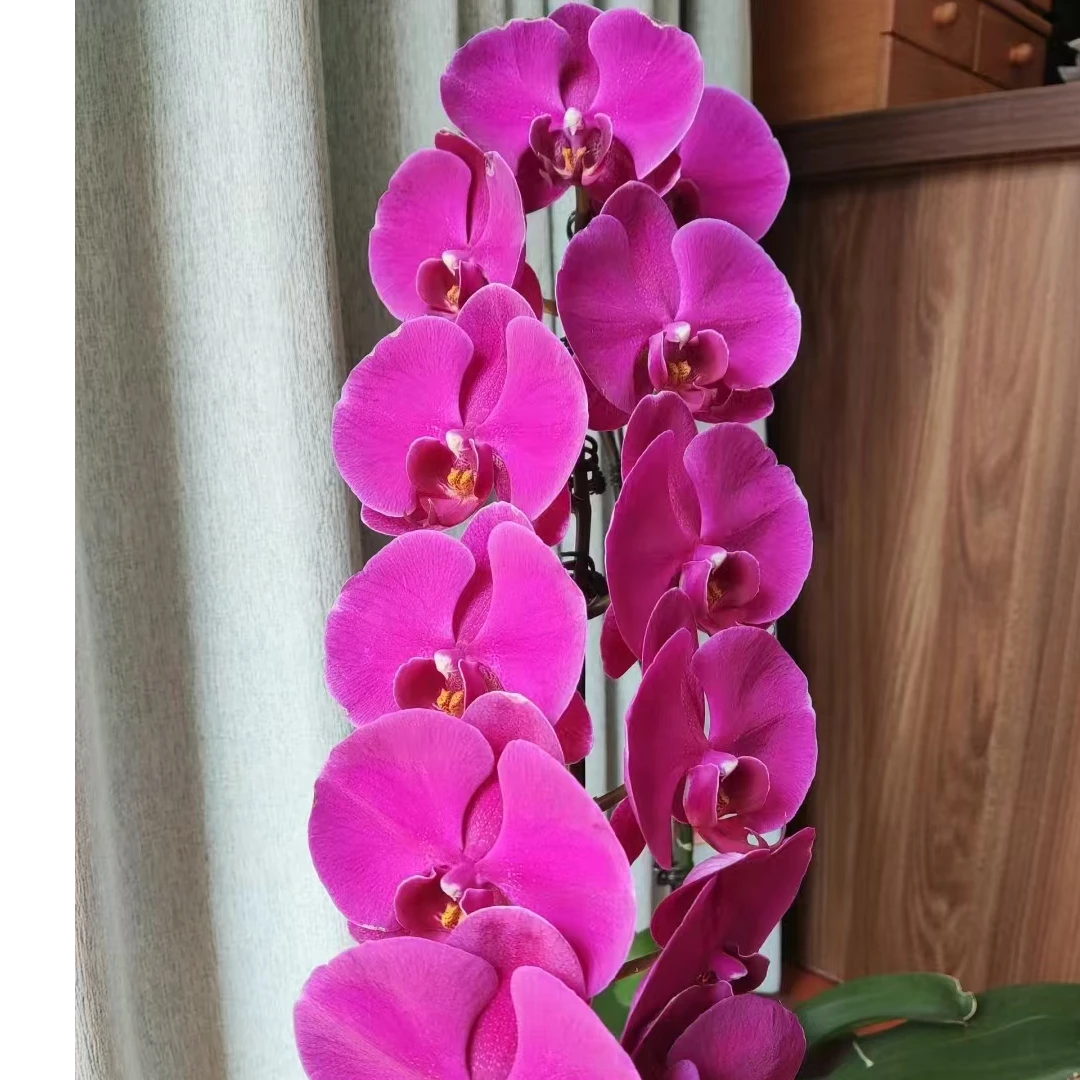 《花伴雨》红玛瑙花苞株