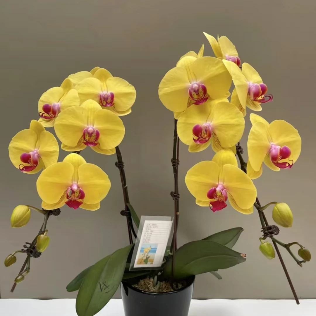 《花伴雨》蝴蝶兰金时代，3.5加高单梗苗，春节开花
