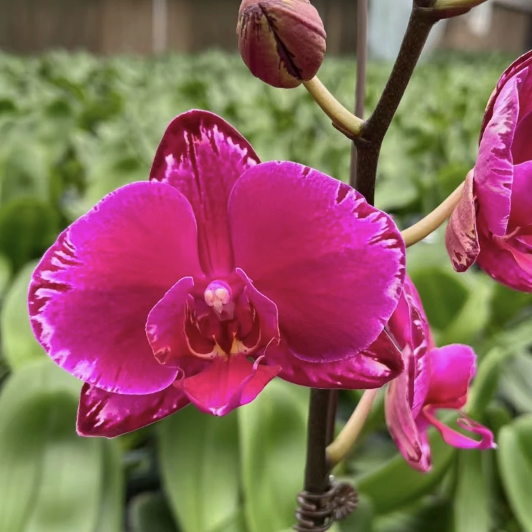 《花伴雨》双星光芒黑紫色系3.5加高杯大苗没花剑有返祖几率
