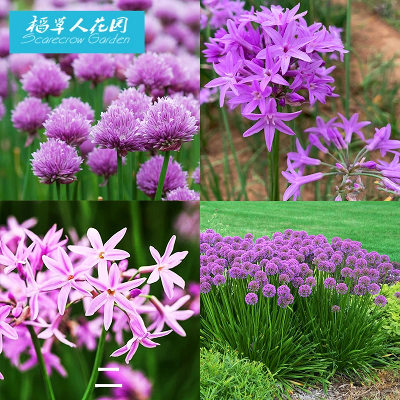虾夷葱千禧年花葱紫娇花可食用盆栽苗阳台植物花卉庭院花境宿根