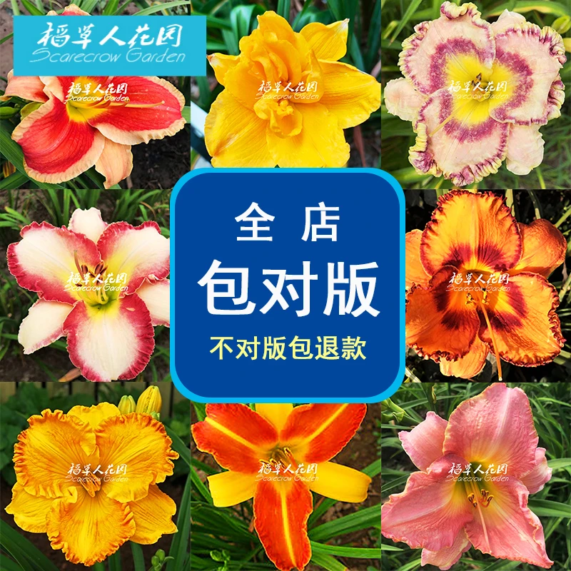 裸根苗低价出金娃娃红色海盗金光布奇凝望大道萱草花园植物庭院