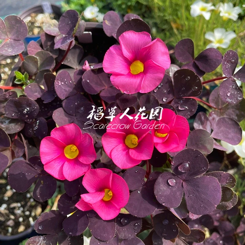 紫叶芙蓉酢酱草红花花期长花园植物庭院耐旱喜光花量大