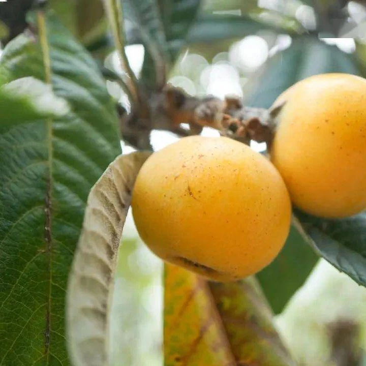 东山白玉枇杷自产自销84颗（27g）大果4.5斤装