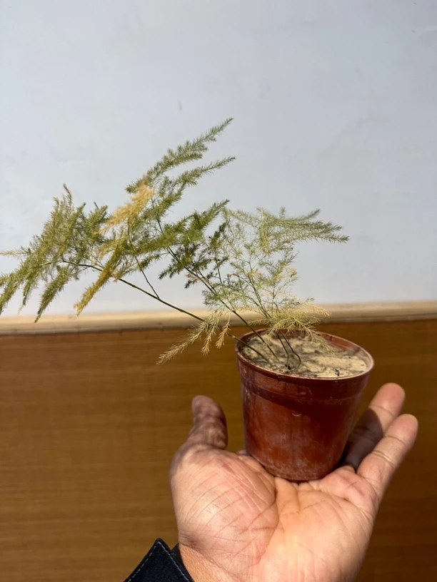 灵璧石直莲花瓣文房摆件案头石盆景石庭院石