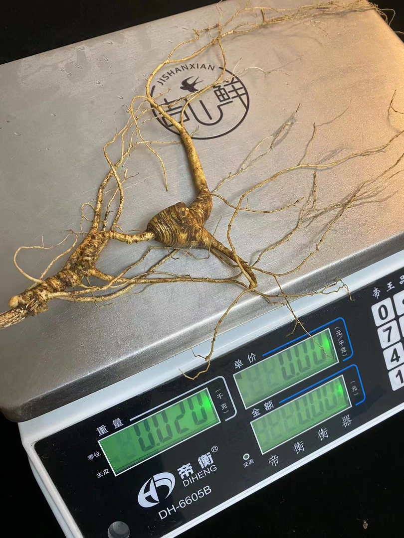 林下山参  林下籽参 泡酒 营养 炖鸡东北特产