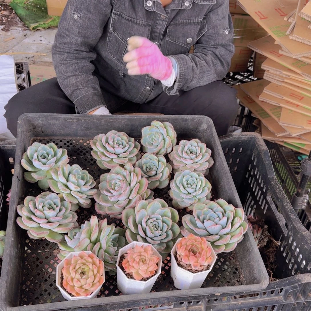 4颗包袱包邮包邮包邮包邮