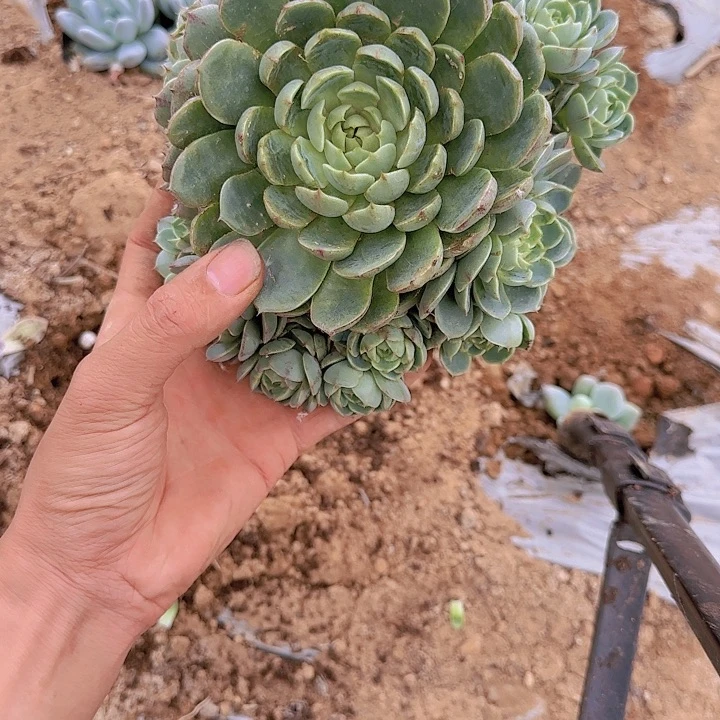 开****使黄金大奔吧大大