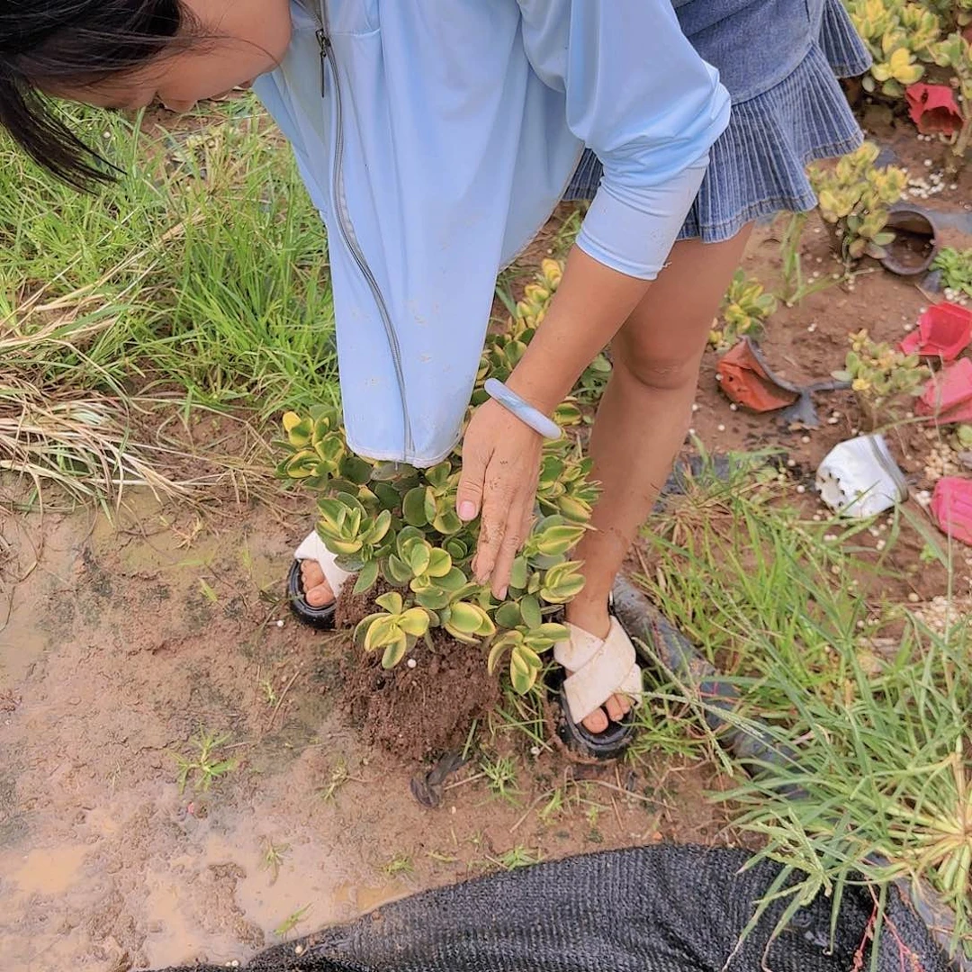 杏花月景大大大大大大大大
