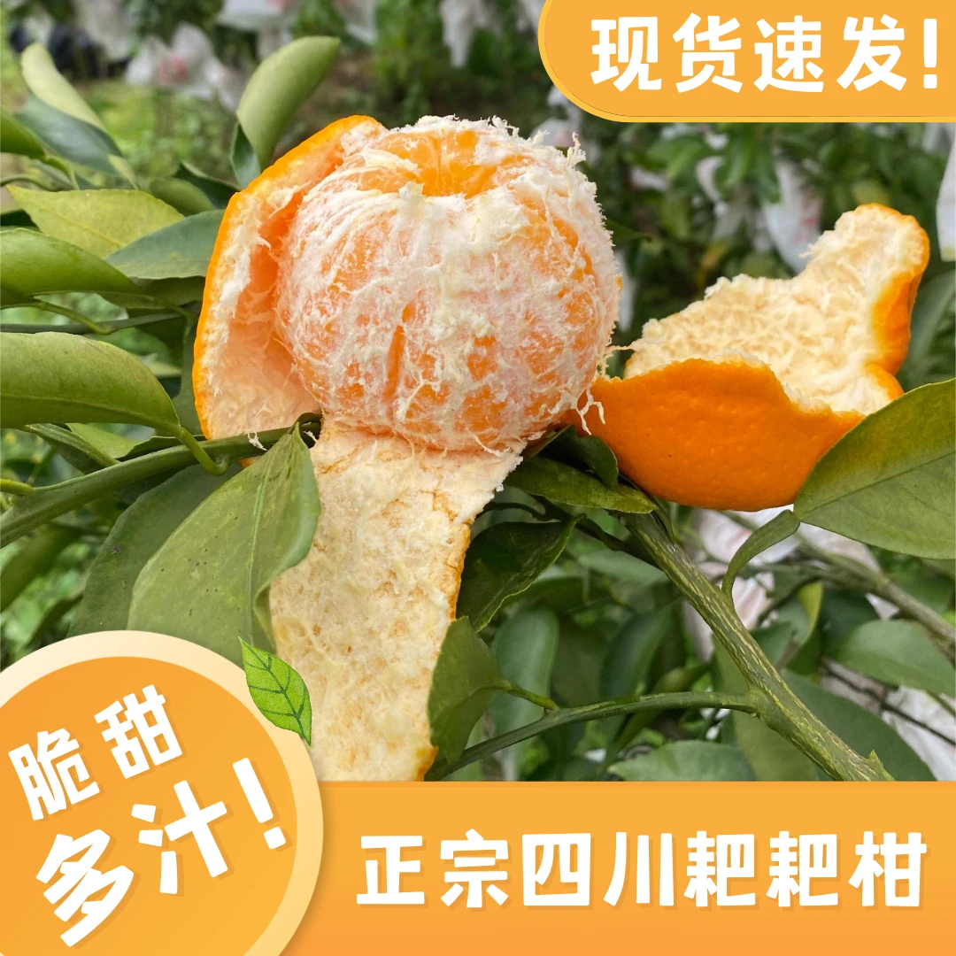 【产地直发】当季新鲜水果四川耙耙柑升级品种——武胜大雅柑
