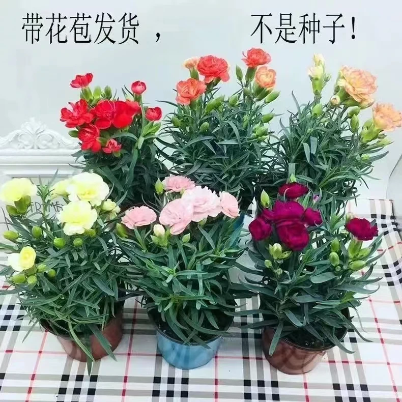 高考毕业季花苗四季开花过冬花草宿舍多色高考毕业季绿植盆栽阳台