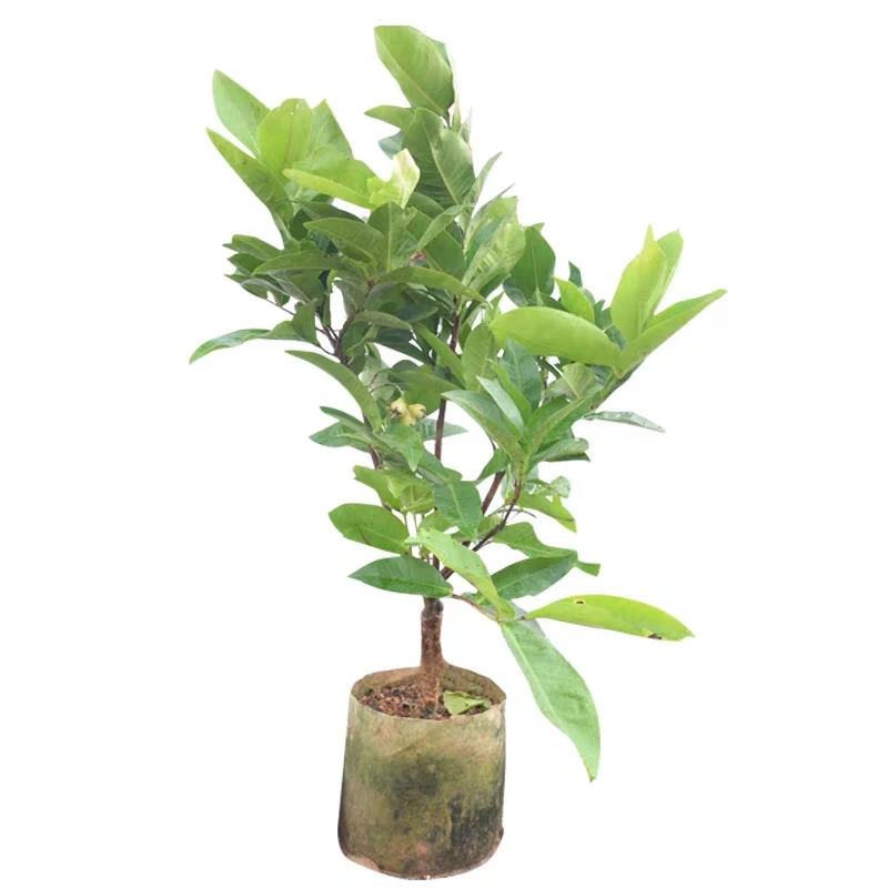 莲雾苗黑金刚黑糖枇杷台湾品种当年嫁接果树苗庭院地栽盆栽结果