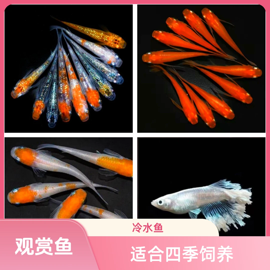 观背青鳉鱼卵 冷水鱼 观赏鱼 灯鱼斑马 鱼斗鱼 小金鱼 孔雀鱼