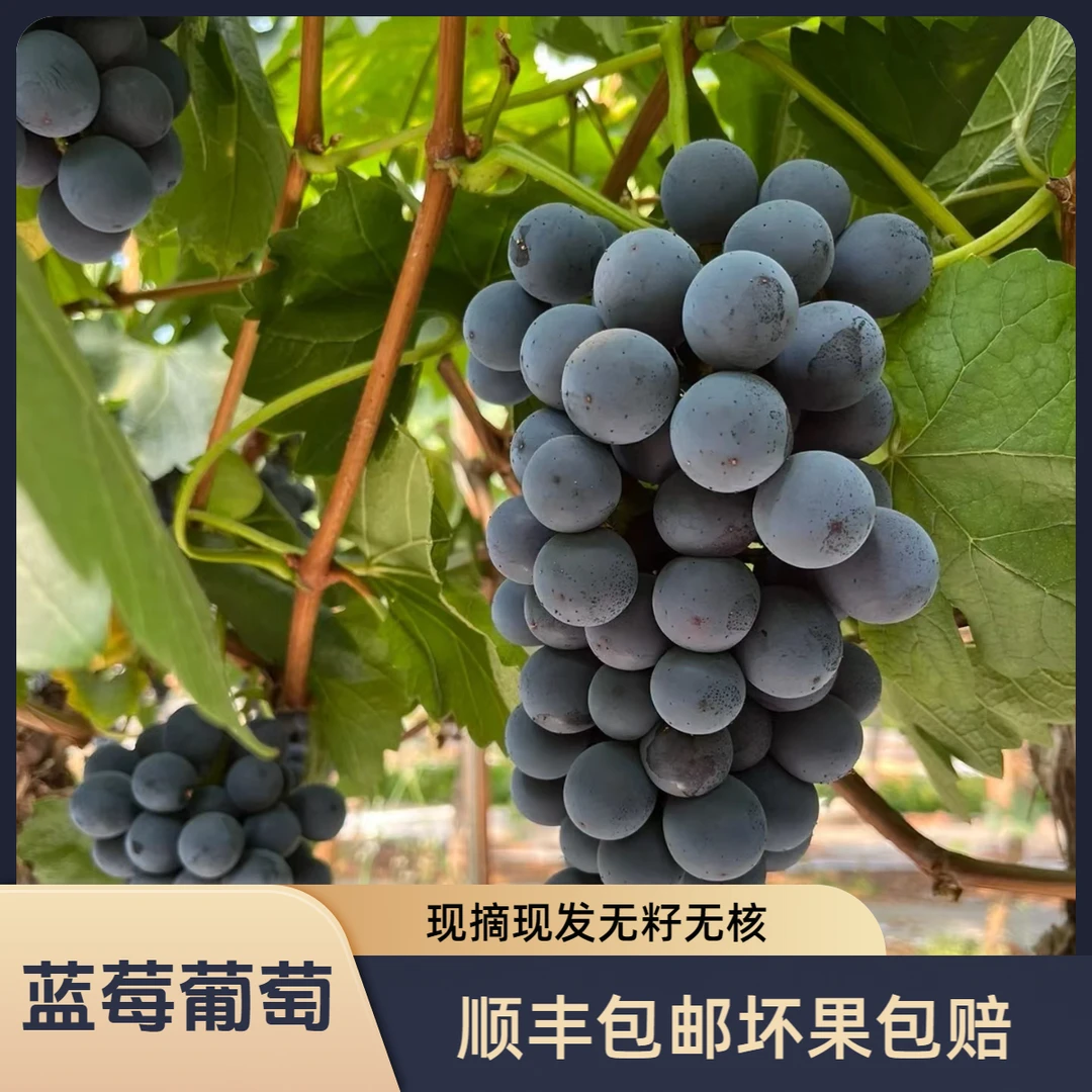 【顺丰包邮坏果包赔】夏黑蓝莓无籽甜葡萄新鲜水果饱满多汁绿色种植
