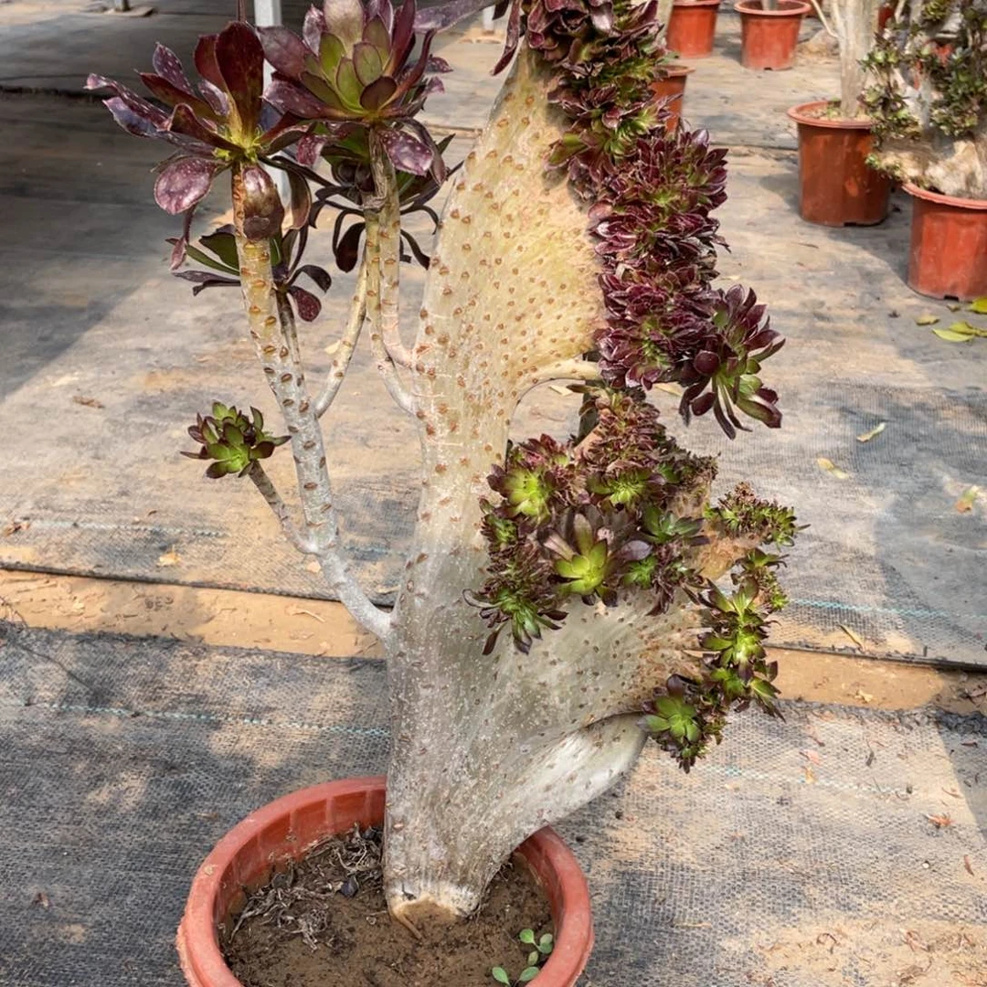 黑法师缀脱土发货