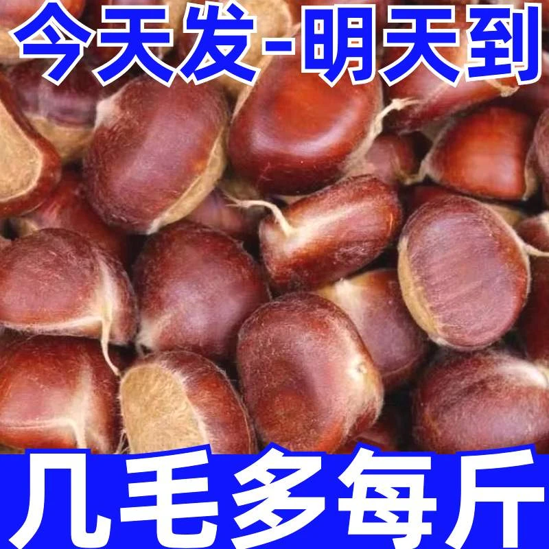 【牧阳】带头降价】现摘丹东板栗生新鲜有机生栗子糯甜板栗非油栗迁
