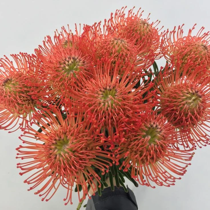 鲜花速递同城配送北京直批家用南非进口针垫 传承 LSP Succession