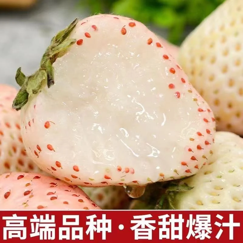 【0.35加仑盆】天使白草莓白雪公主大果四季结果香甜多汁原盆原土