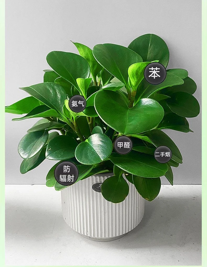 豆瓣植物四季碧玉客厅室内办公室桌面盆栽绿植好养净花卉盆栽