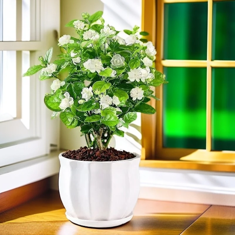 茉莉花盆栽花卉苗重瓣浓香清香淡香型室内阳台庭客厅院植物盆栽