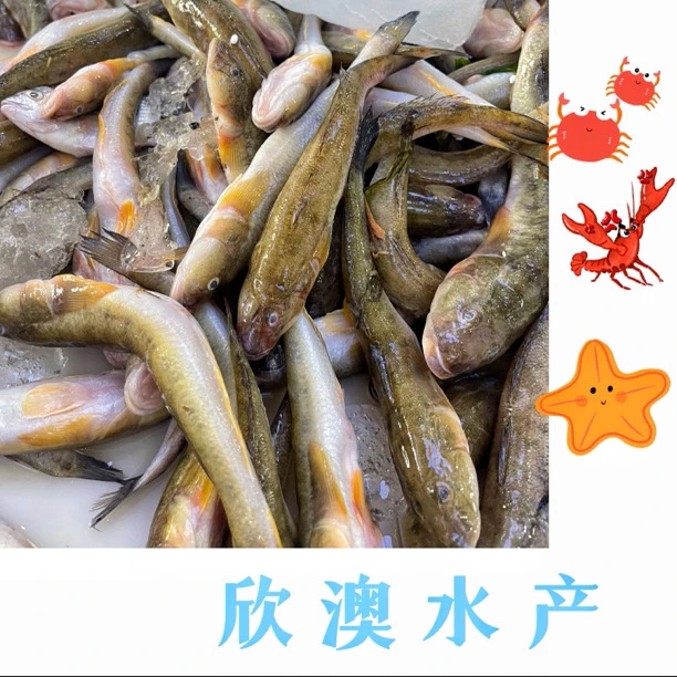 【渤海湾】野生海捕楞蹦鱼 4斤！顺丰包邮！大小混装