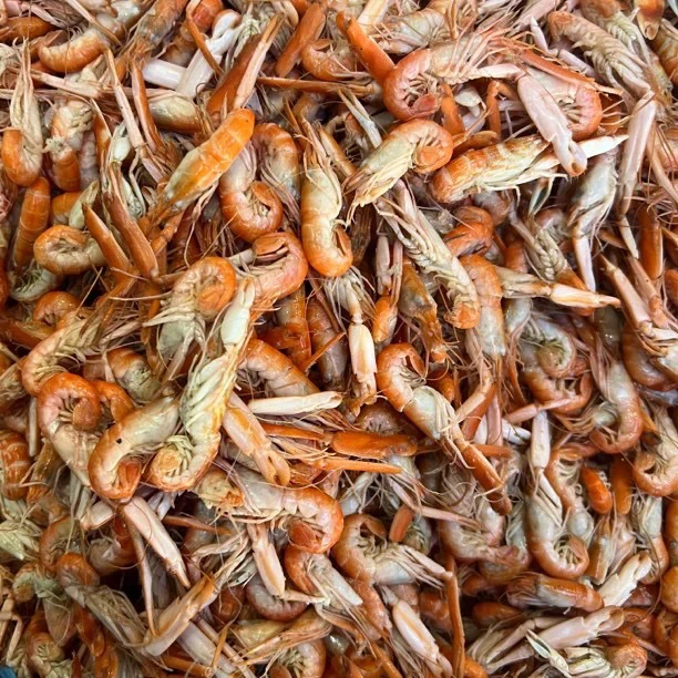 【熟 】小个狗虾4斤 冷冻保存  建议炸、炒 个头小 介意勿拍