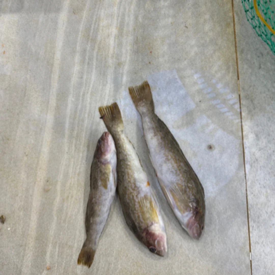 海捕 石鲢（黄鱼） 5斤