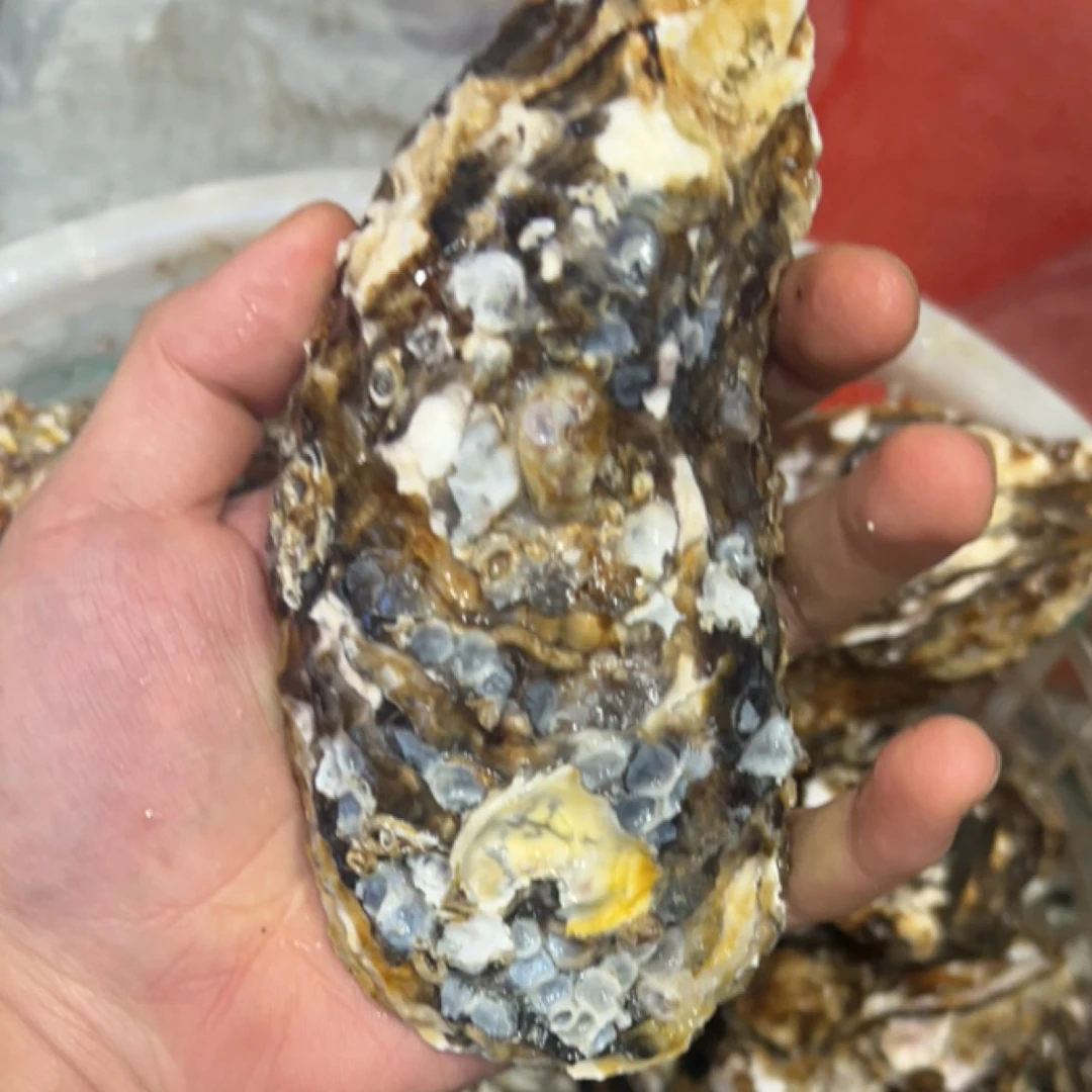 福利价格！三倍体特大生蚝 5斤！一斤3个左右