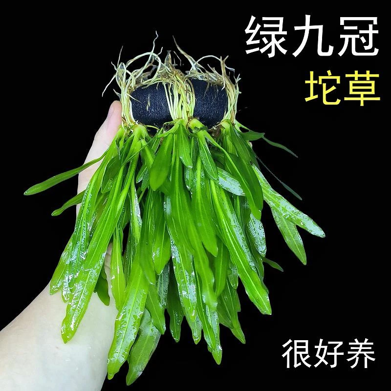 绿九冠坨草鱼缸新手养鱼造景皇冠水草真草阴性后景懒人好养活淡水