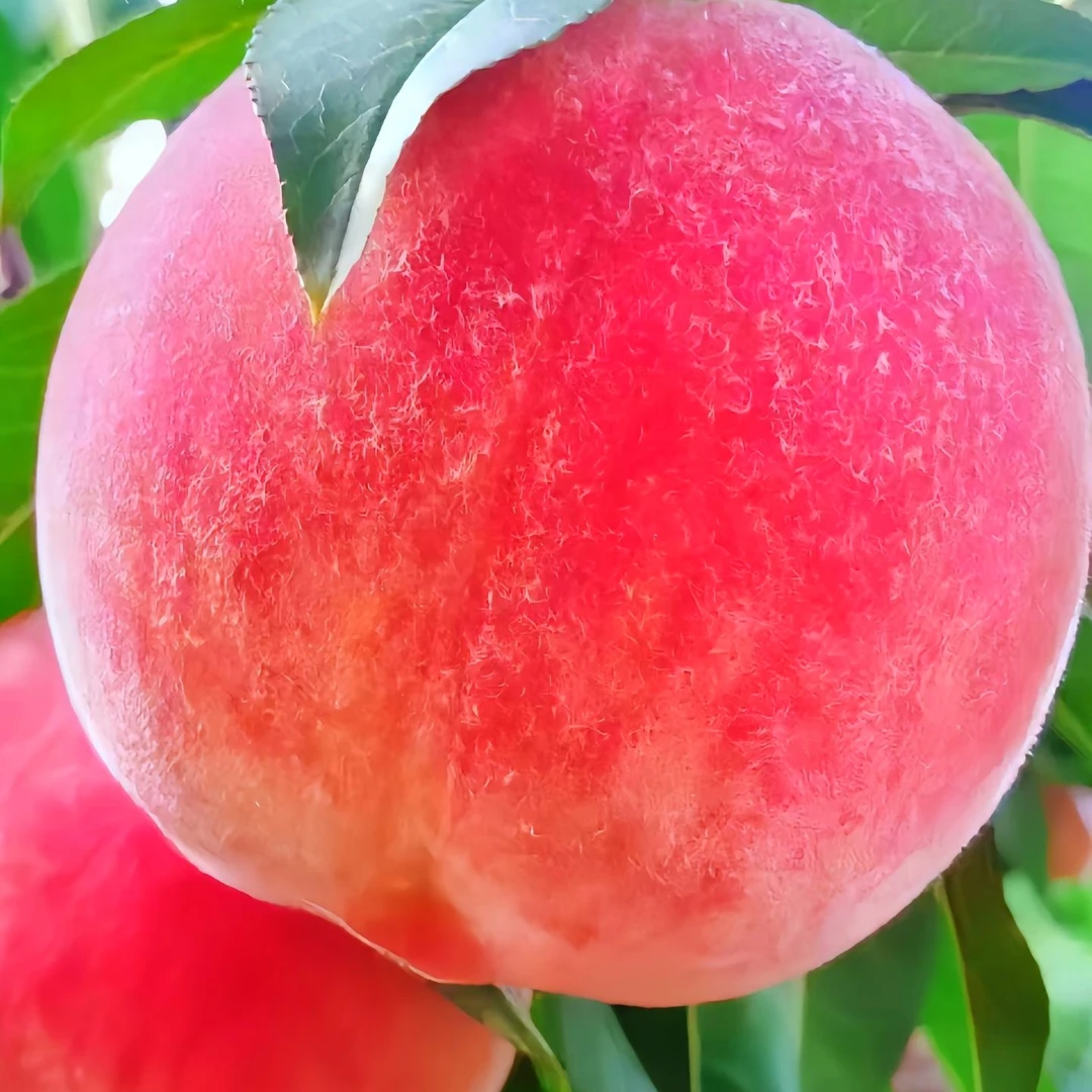 正宗兰州安宁白凤桃水果礼盒12个果王半斤到六两绿色产品