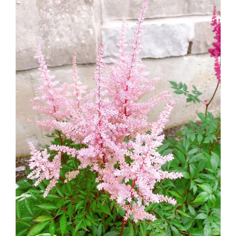 进口落新妇根块种球裸根苗多年生庭院耐寒耐阴花卉盆栽地栽