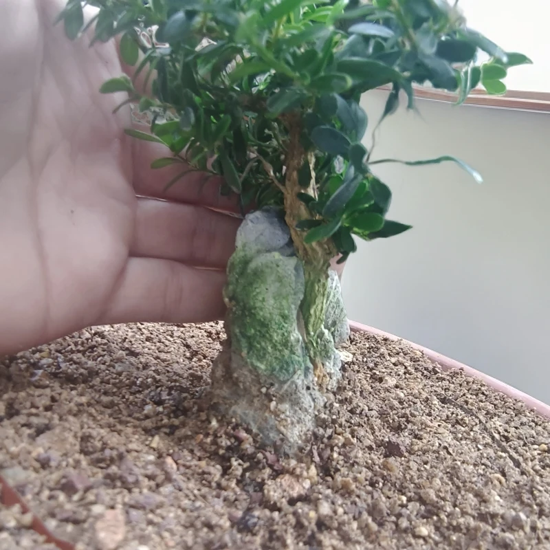 一棵提根附石凤米黄杨，三年老盆口