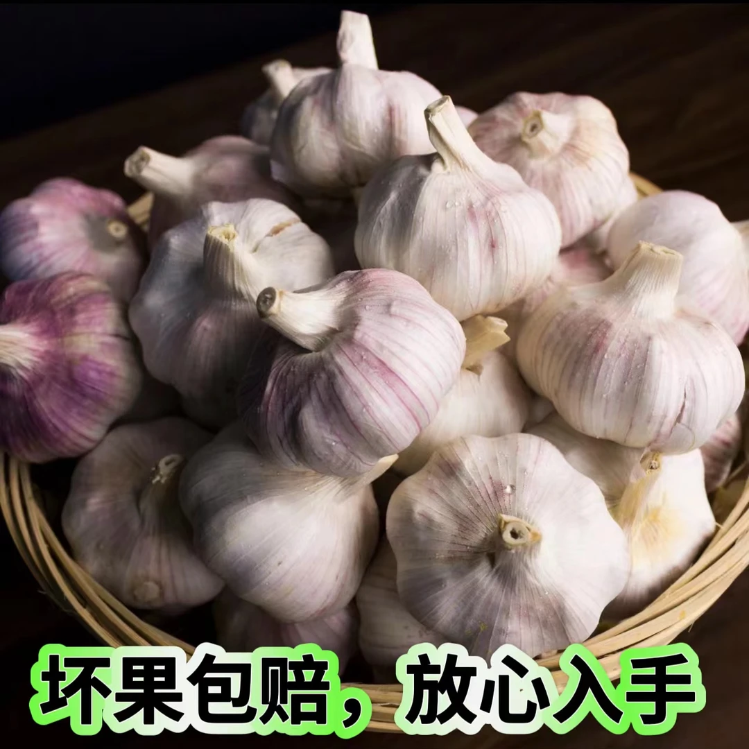【24年新蒜】河南杞县农家大蒜2024新干蒜香味浓郁优质紫白皮新晒蒜
