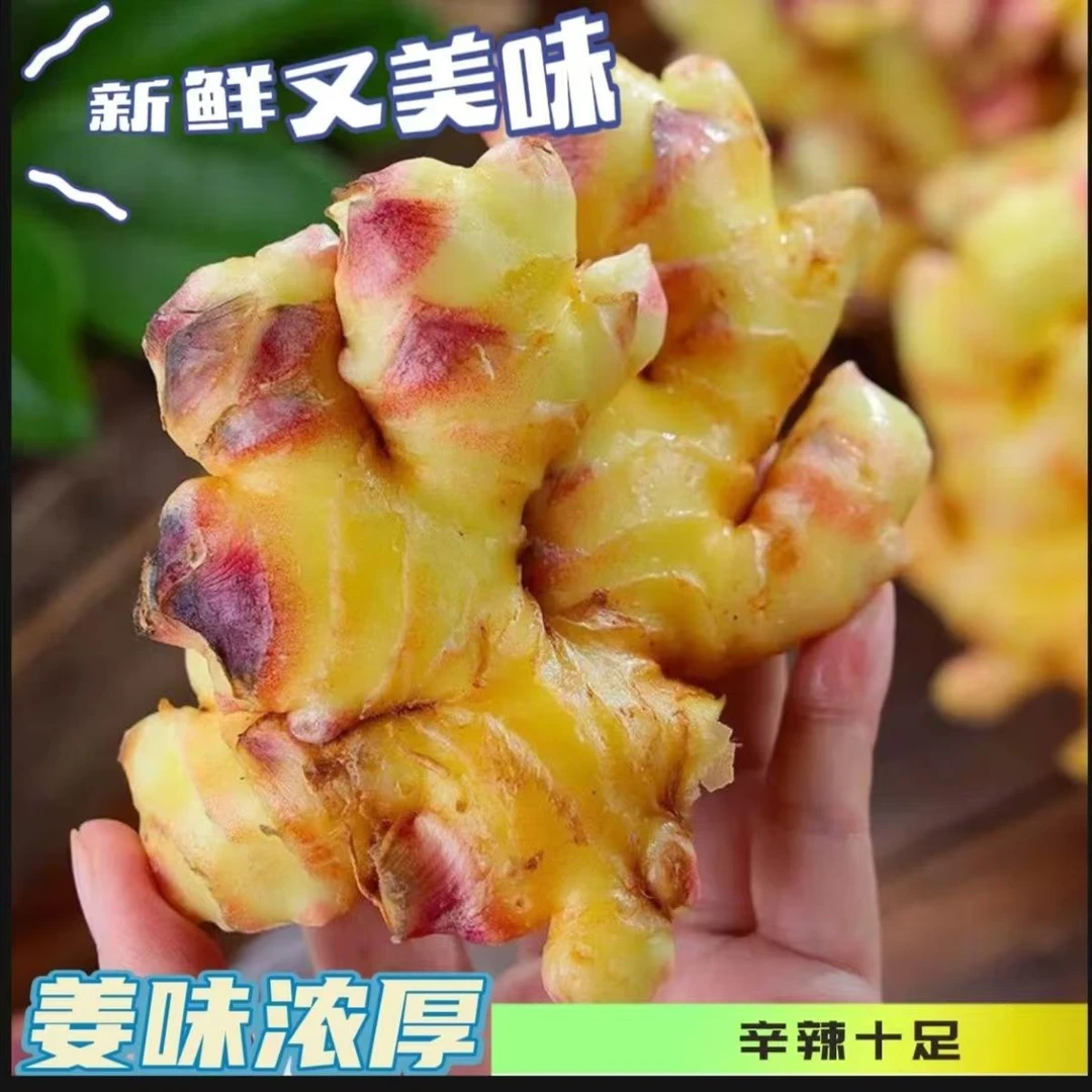 【姜香浓郁】云南高原小黄姜基地现挖现发嫩姜新姜仔姜精品整块姜