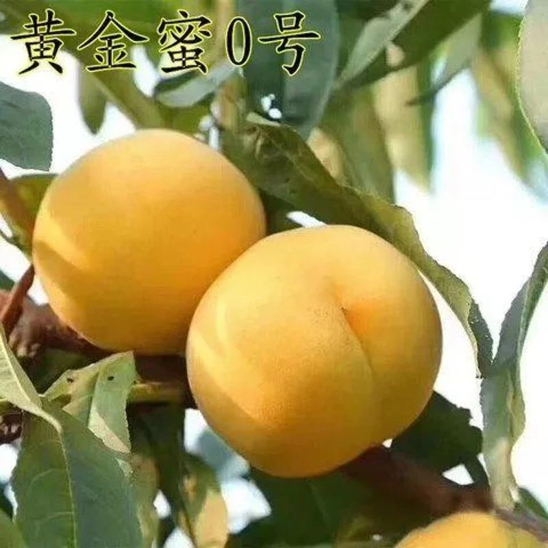 极早熟黄桃苗 黄金蜜桃 黄金蜜0号桃树苗 嫁接桃树苗南方北方种植