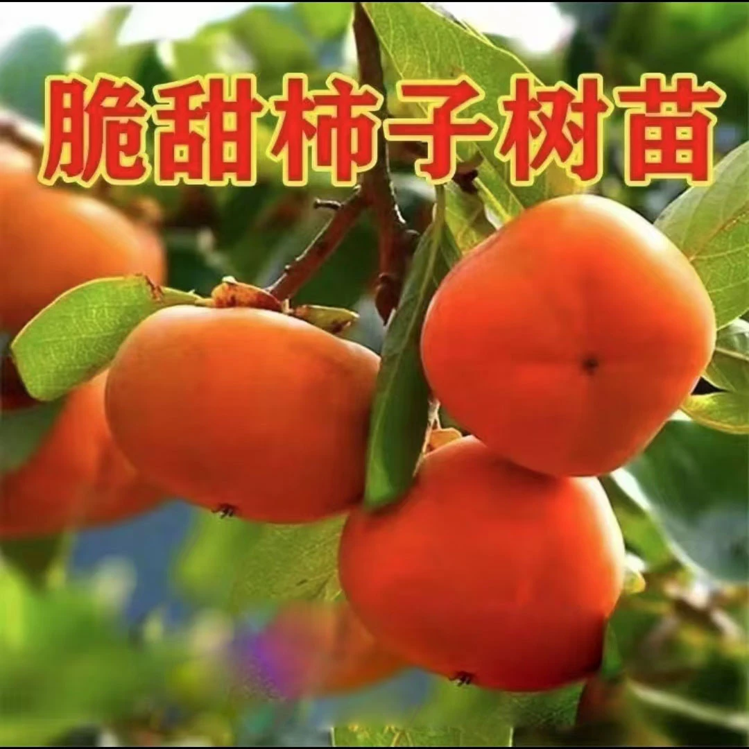 直嫁接太秋柿子脆甜特大柿子树苖南方北方种植黑柿果树苖当年结果