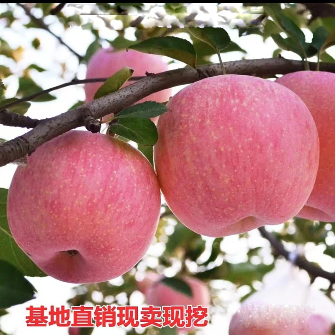 嫁接苹果树苗红富士南北方种植冰糖心地栽盆栽矮化易活当年结果