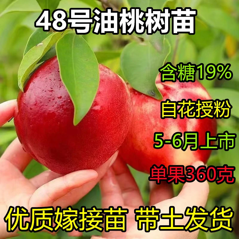48号油桃树果苗 嫁接新品种北京48号油桃苗 早熟桃树果苗桃树活苗