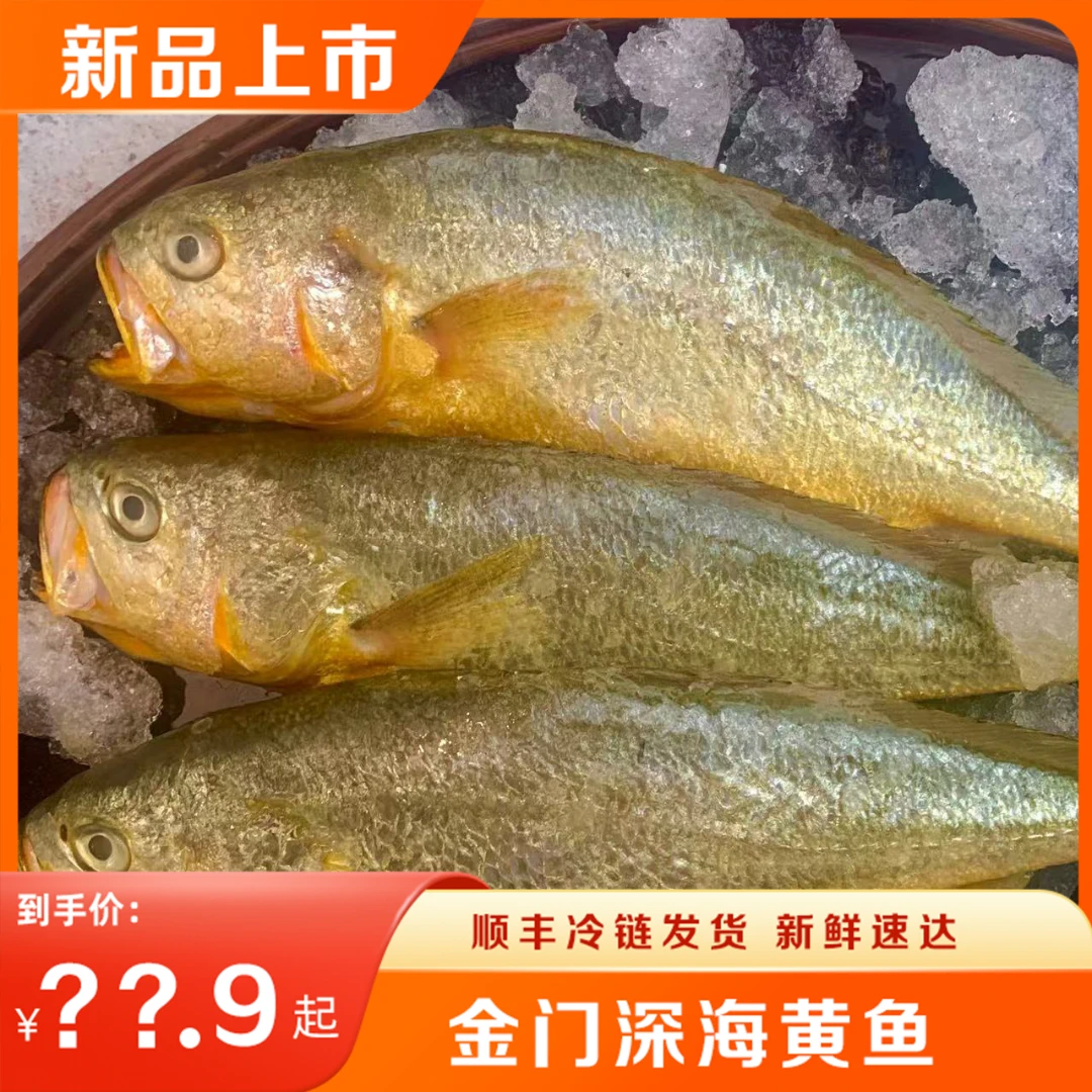 金门深海小黄鱼 6-8两/条 现货顺丰冷链