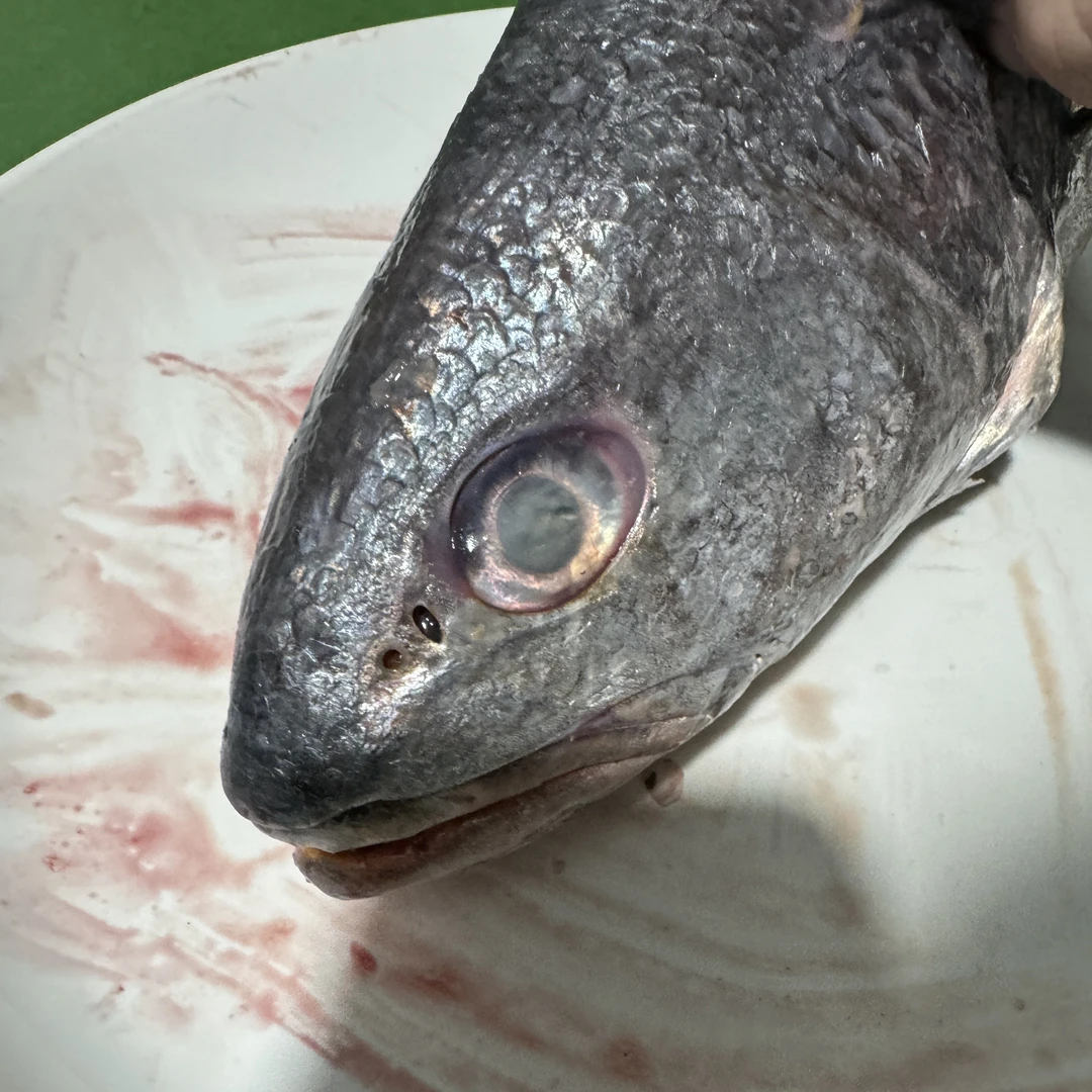 东海新鲜大免鱼头 顺丰冷链