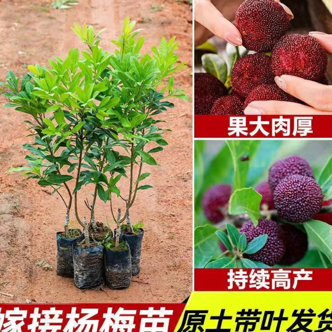 广西正宗东魁杨梅树苗嫁接黑炭早熟六月杨梅带叶带土发货杨梅苗
