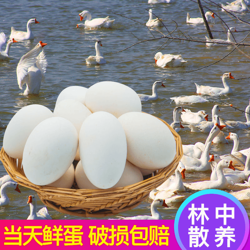 【树林散养】新鲜土鹅蛋孕妇土鹅蛋大鹅蛋新鲜土鹅蛋现捡散养营养6