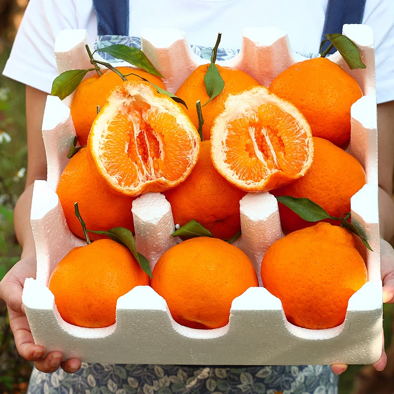 【2025头茬耙耙柑】橘子云南耙耙柑应季新鲜采摘沙糖桔现摘手剥皮