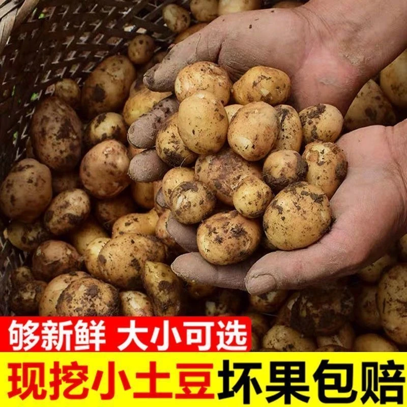 贵州农家种植黄心黄皮小土豆洋芋马铃薯现挖现发土豆净含量5斤