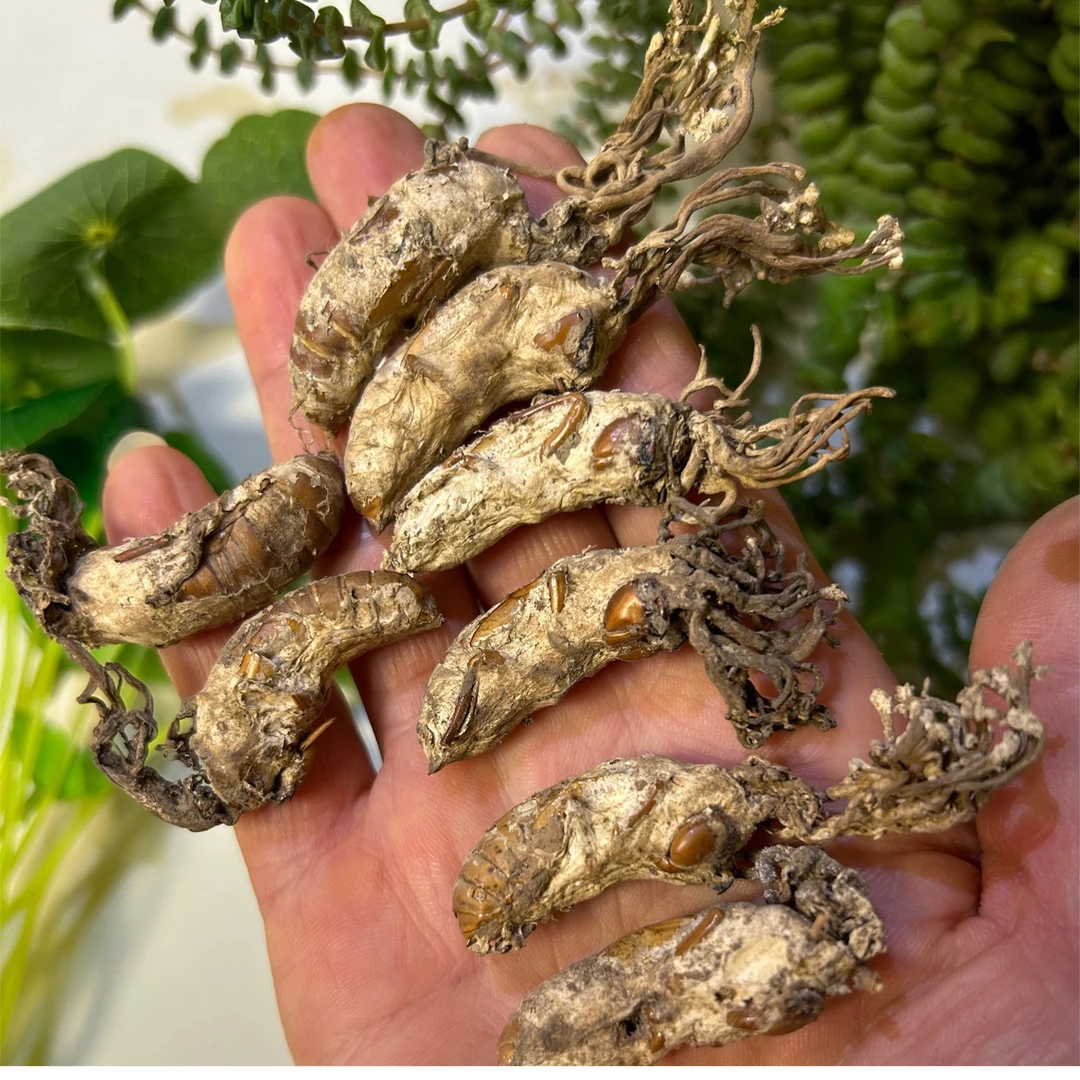 深山采挖  蝉花 知了花 蝉花参50克/100克/250克/500克