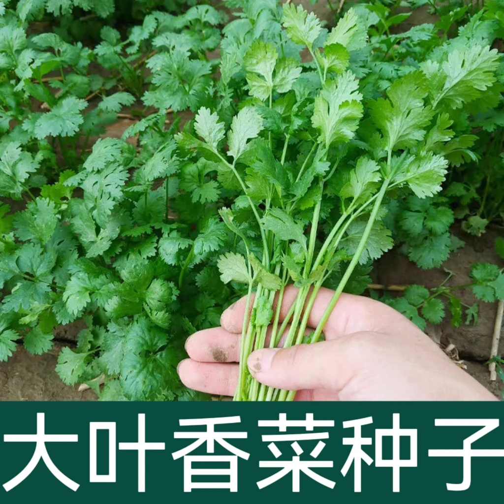 【全店满5元包邮】速生香菜种子甜脆香 一年四季可种植