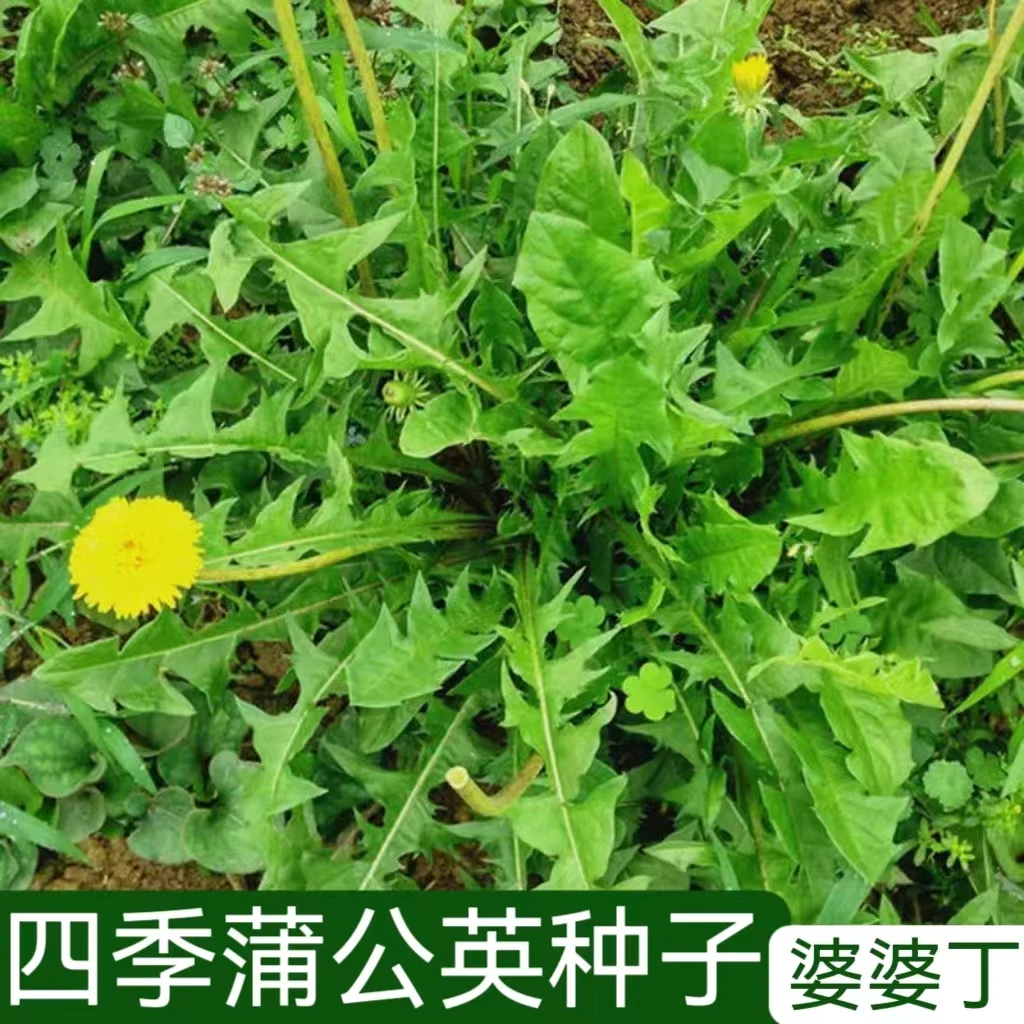 【全店满5元包邮】蒲公英种子四季婆婆丁种籽家庭简单种植
