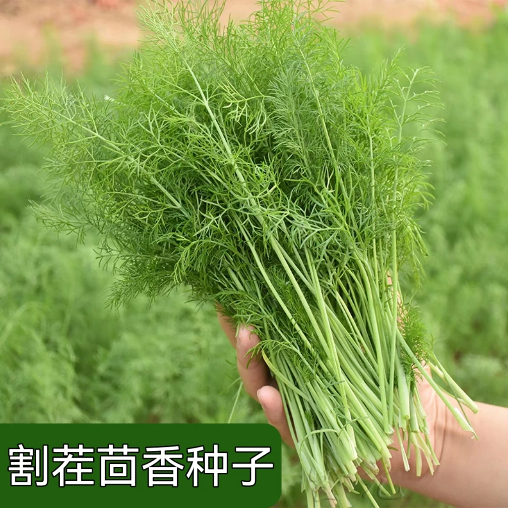 【全店满5元包邮】割茬茴香种子家庭盆栽简单种植  原厂包装